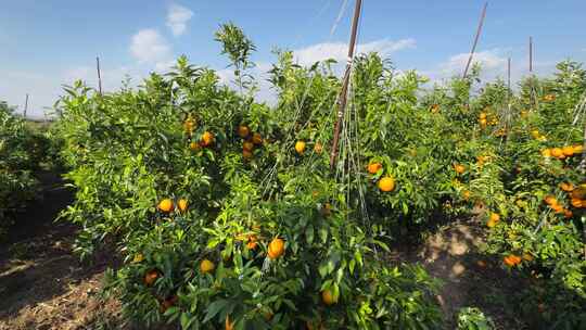 沃柑脐橙橘子树橙子果实果园