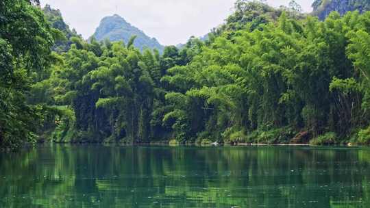 美丽江河畔竹子竹林自然风景