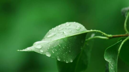 下雨雨水打湿绿叶特写