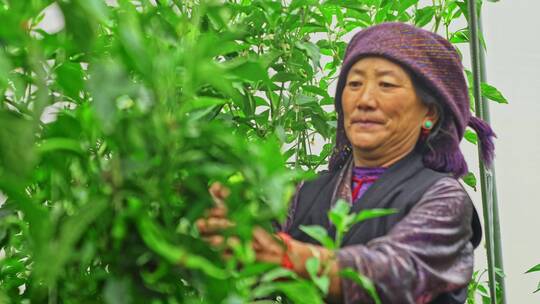 西藏日喀则白朗县蔬菜种植基地