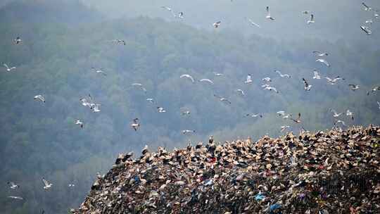 生活在垃圾堆里的鸟类