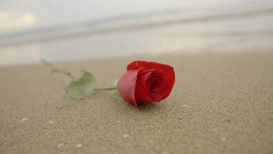 沙滩玫瑰花爱情凋谢视频素材模板下载