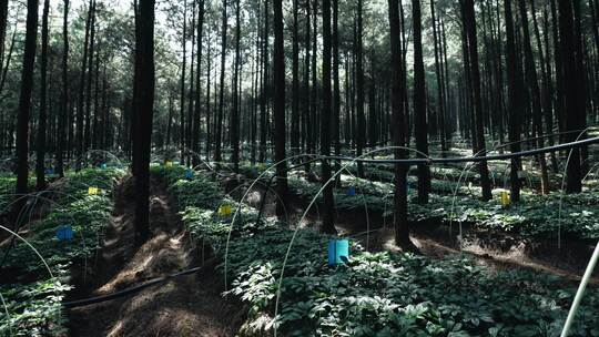 三七基地 唯美三七植株