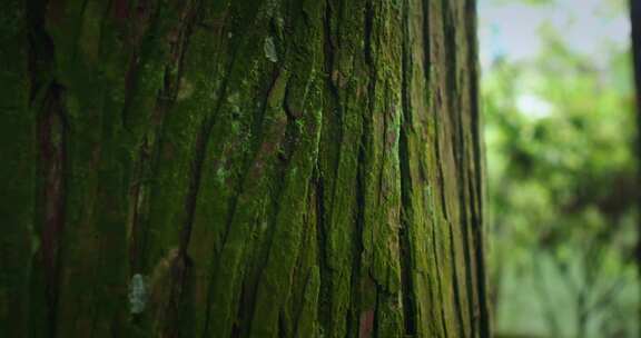 【正版素材】大自然树干特写绿色苔藓