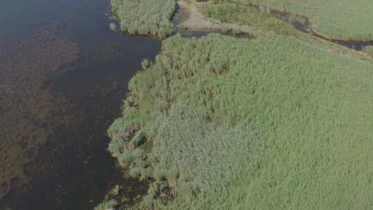 自然风光黑龙江齐齐哈尔扎龙湿地视频素材模板下载