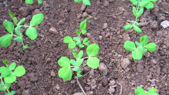 绿色蔬菜豌豆尖小苗种植田特写
