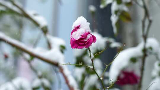 冬天大雪中花瓣上积雪的玫瑰花