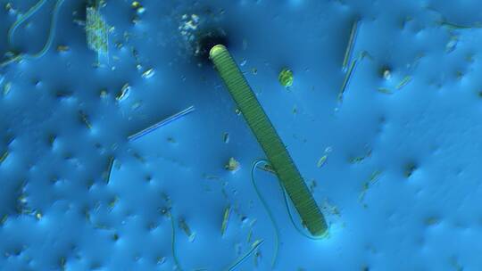 显微镜下的微观世界微生物 颤藻3