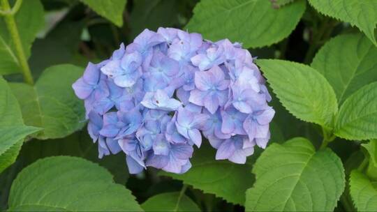 花园里的蓝色绣球花