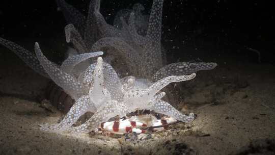 一个独特的水下视频，晚上一只丑角蟹在一个由水肺潜水员照亮的海葵下