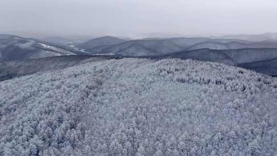 冬季雪山雾凇雪松树挂景观