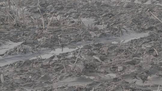 藕农在冬季的藕塘里挖藕LOG视频素材视频素材模板下载