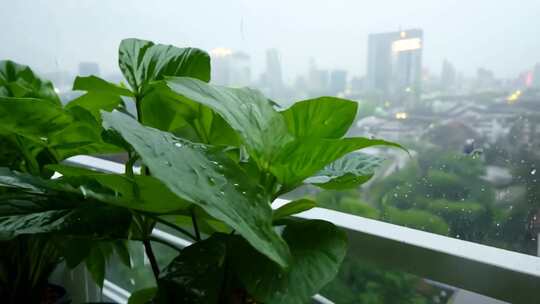 雨天阳台绿植景观，城市远景隐约可见