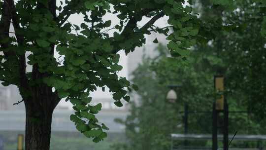 6K雨中银杏枝叶02