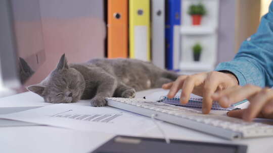 猫咪趴在桌子上睡觉，主人工作视频素材模板下载