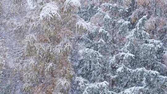 东北下大暴雪 白茫茫的一片视频素材模板下载