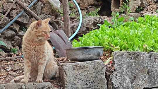 橘色狸花猫农村菜地旁发呆