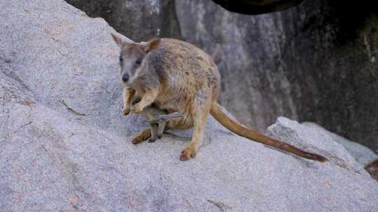 澳大利亚袋鼠在北昆士兰州马格蒂岛的岩石上进食和进食的特写镜头，