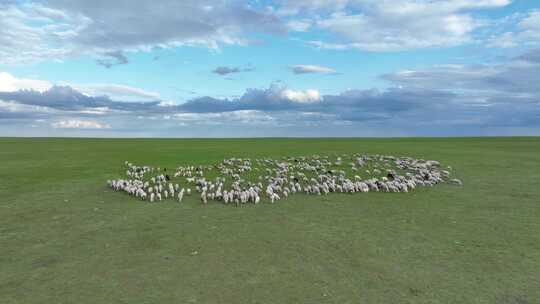 呼伦贝尔草原风光羊群1054视频素材模板下载