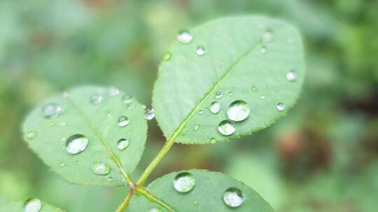 雨天叶子上的露水微距水滴4k超清