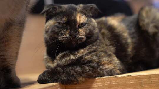 青岛红树林度假区猫咖里的宠物猫