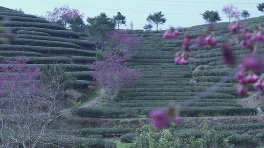 樱花蜜蜂采花和茶园风光