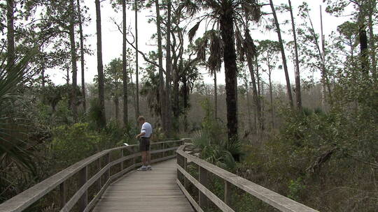 佛罗里达沼泽木板路散步的男人视频素材模板下载