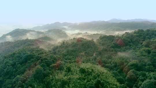 竹林竹海森林山远山群山