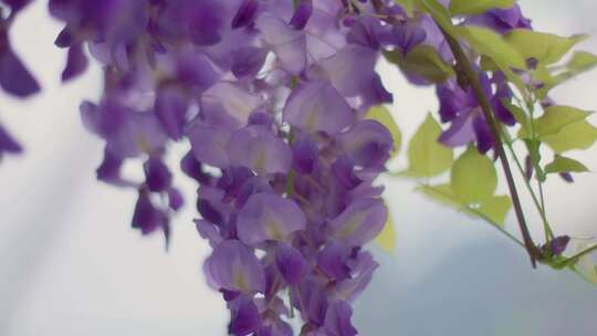随风摇曳的春天花朵紫藤花
