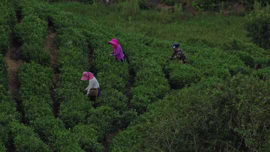 河南信阳市白龙潭文新茶村茶山毛尖采茶茶农