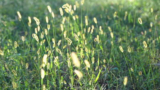 草丛光影绿色草地美景夕阳清晨光影