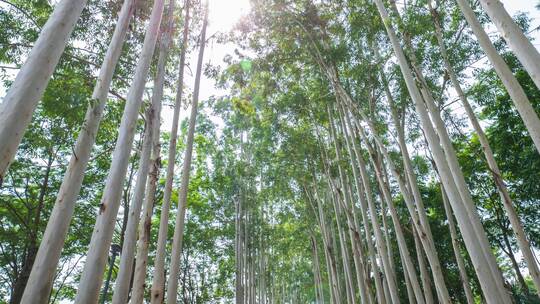 林荫小路阳光桉树林视频素材模板下载