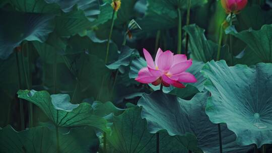 荷花自然涟漪露水池塘开花莲蓬公园花瓣雨诗