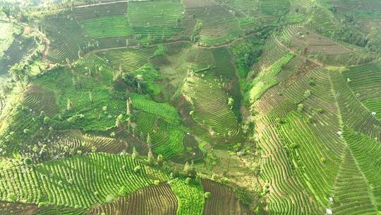 航拍茶山茶园