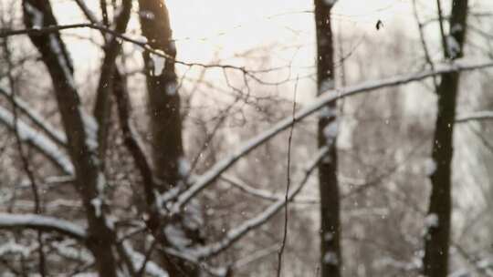 冬天天雪天树林里雪花飘飞