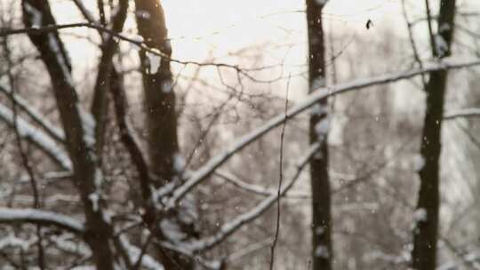 冬天天雪天树林里雪花飘飞视频素材模板下载