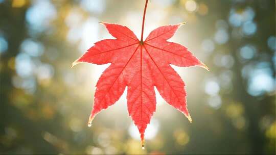 秋分枫叶特写唯美秋景微距视频