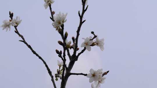 白色樱花花朵花瓣开放