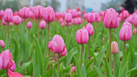 粉色郁金香花海特写