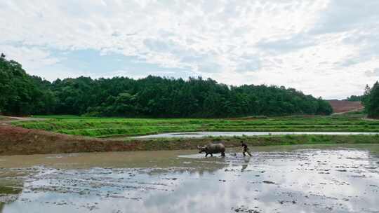 农民水牛水田犁地场景