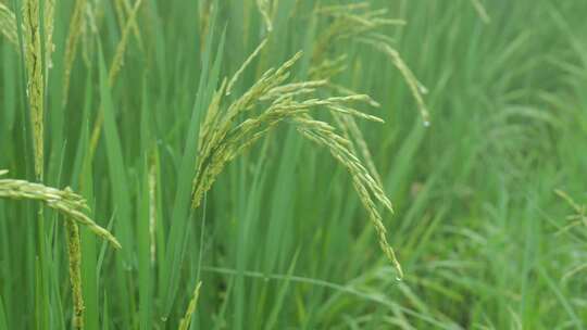 雨中的稻穗水稻特写雨露水珠田野