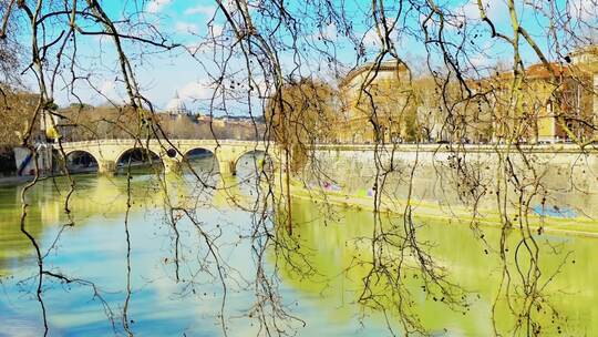 欧洲桥边河边干枯树枝