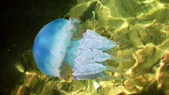 浅海中的蓝色水母