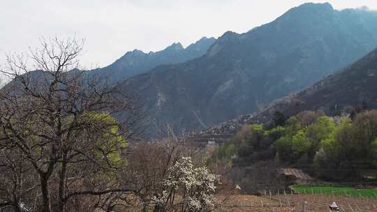 乡村风景丹巴藏寨梨花开