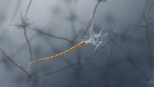 神经系统神经束轴突终树突神经终板三维动画