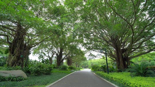 公园跑道林荫大道林间小路