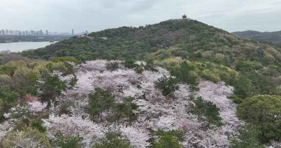 无锡鼋头渚樱花盛开满目樱花