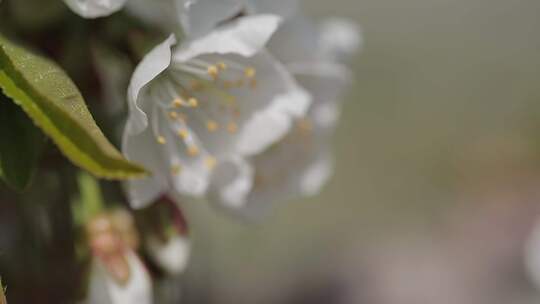 樱花与蜜蜂