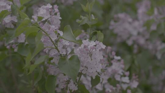 丁香花微距LOG