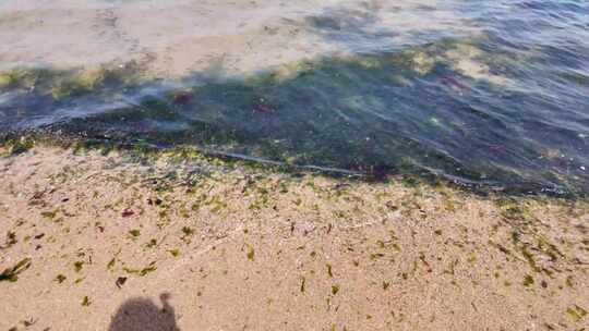 海水海苔